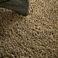Sprout Dusty Ground 013319 250x350