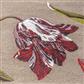 TB Botanical Tulip Burgundy outdoor 455610 160x230